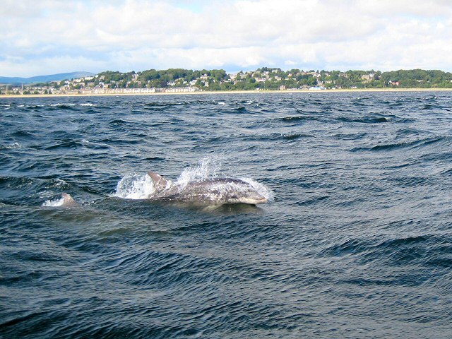 Dolphins_in_the_Firth_of_Tay_-_geograph.org.uk_-_535458.jpg