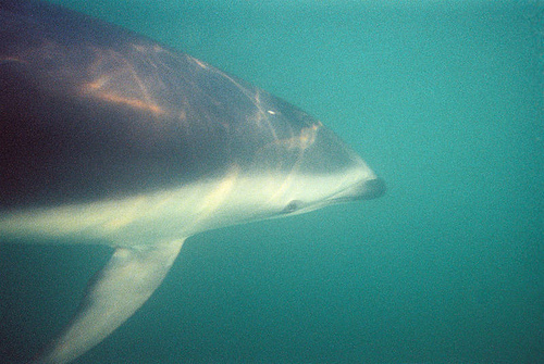 Dusky dolphin (C) Aenneken-FLickr.jpg