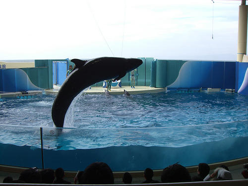 Enoshima_Aquarium-_Japon-Captive_pseudo.jpg