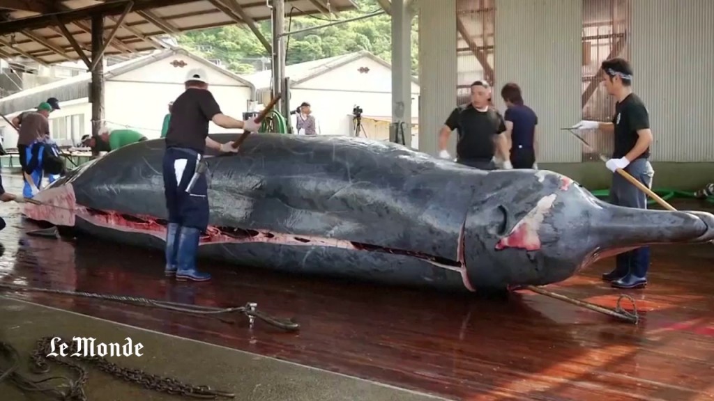 Vidéo – Leçon de dépeçage de baleine au Japon…