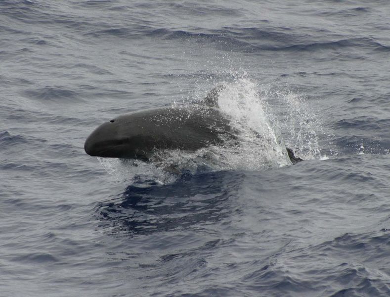 False_killer_whale_890002 10 10 13.jpg