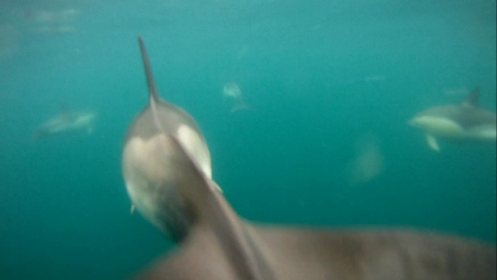 Vidéo – Baie de Lannion (Bretagne) : un internaute filme un groupe de dauphins…