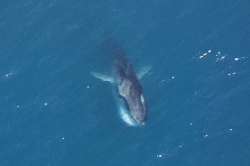 Fin_Whale_feeding.jpg