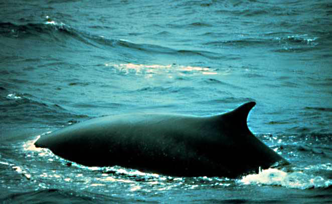 Fin_whale.jpg