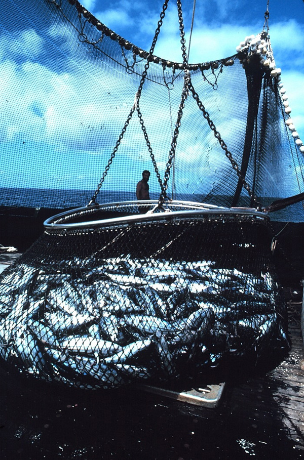 Fish (C) US_NOAA.jpg