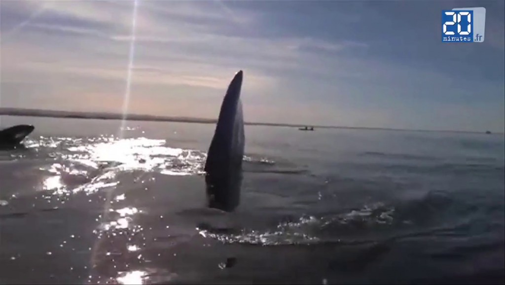 Vidéo – Argentine : en balade en kayak, ils sont soulevés par une baleine…