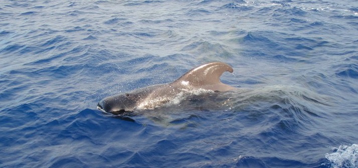 Globicéphale tropical Canaries SG.jpg