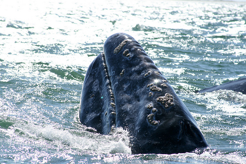 Grey Whale (C) Ryan Harvey_Flickr.jpg