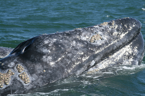 Grey whale watching-Baja California- (C) Ryan Harvey-Flickr.jpg