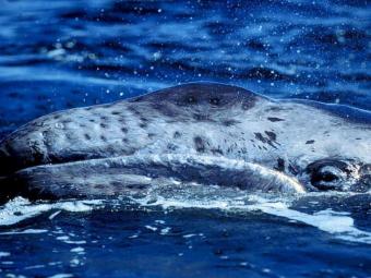 Grey_whale.jpg