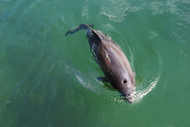 Harbor_Porpoise_3_(C)_Erik_Christensen.jpg