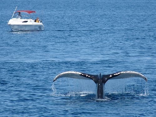 Harvey Bay- Queensland-Australia (C) bookoo48_Flickr.jpg