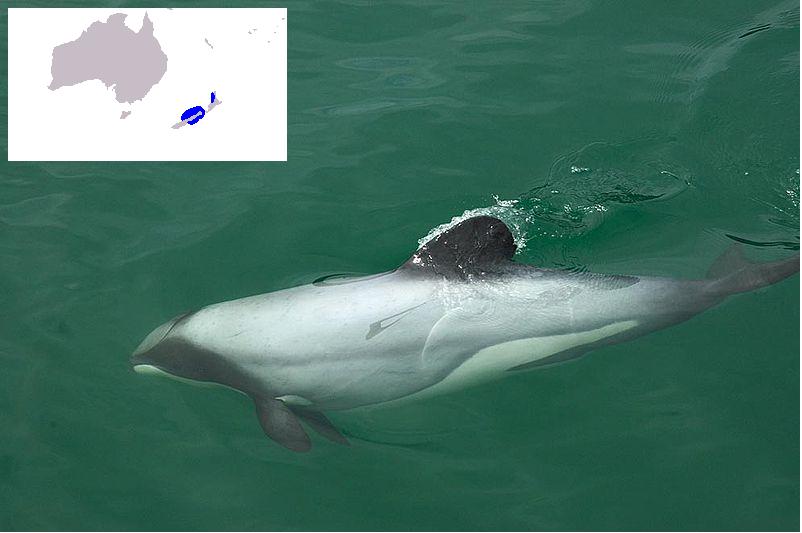 Hector s_dolphin-Map_(c)_James_Shook.jpg