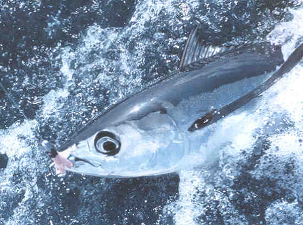 Hooked_albacore_tuna.jpg