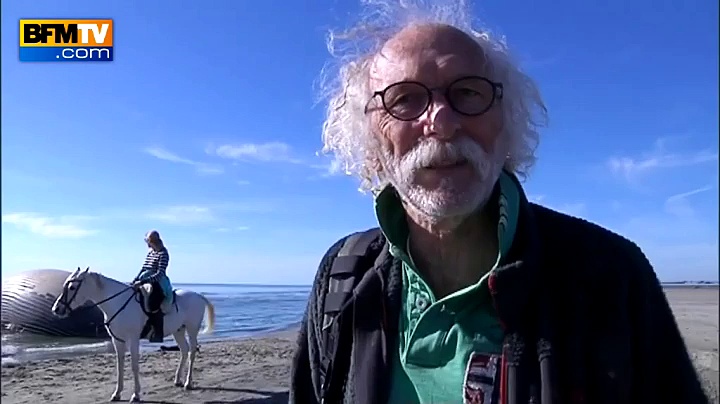 Vidéo – Camargue – La baleine échouée évacuée…