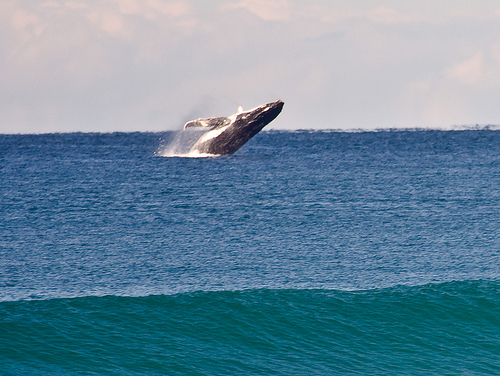 Humpack -(C) Michael Dawes_Flickr.jpg