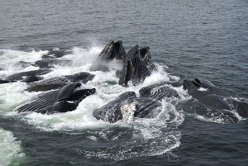 Humpback -(C) Peat Bakke-Flickr.jpg