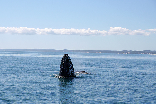 Humpback head-Australie (C) Centophobia-FLickr.jpg