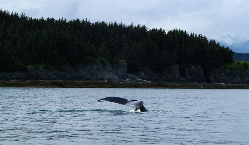 Humpback tail(C) Bill Liao-Flickr.jpg