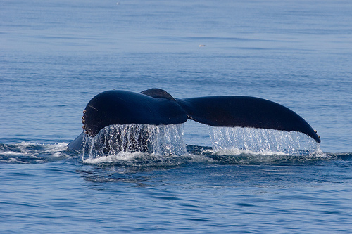 Humpback whale -birds(C) Kimon Berlin-Flickr.jpg