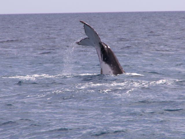 Humpback whale(C)Freenaturepictures (2).jpg