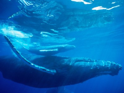 Humpback-Whale-Hawaii-mammal-wallpaper-ocean-sea-underwater-water_big.jpg