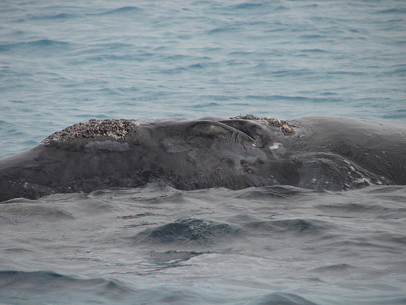 Humpback_Whale,_Île_Sainte-Marie_(3953376093).jpg