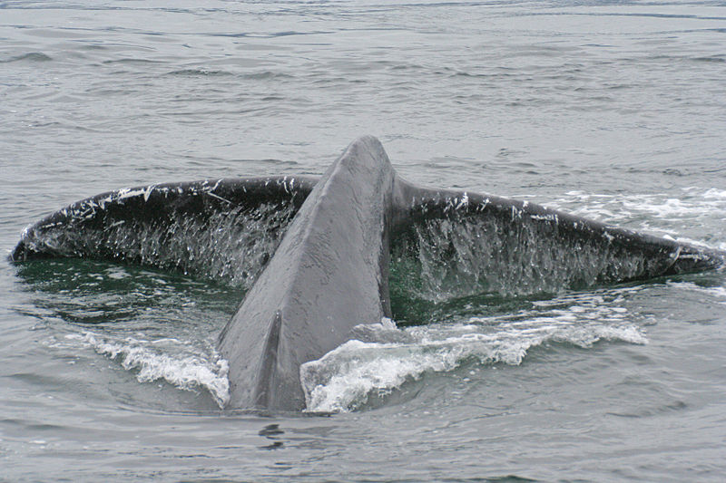 Humpback_Whale_Diving_(220401494) 24 09.jpg