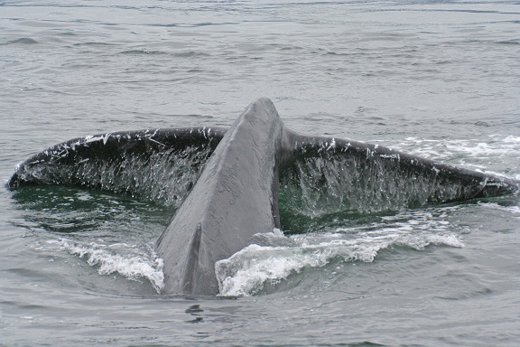 Humpback_Whale_Diving_14 08 14.jpg