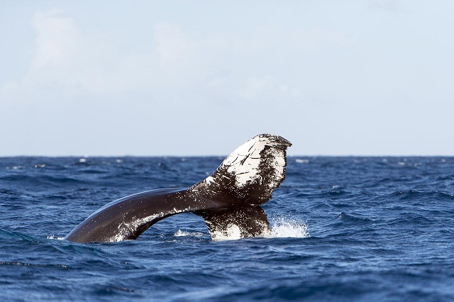 Humpback_Whales_-_Flickr_-_Christopher.Michel_(27).jpg