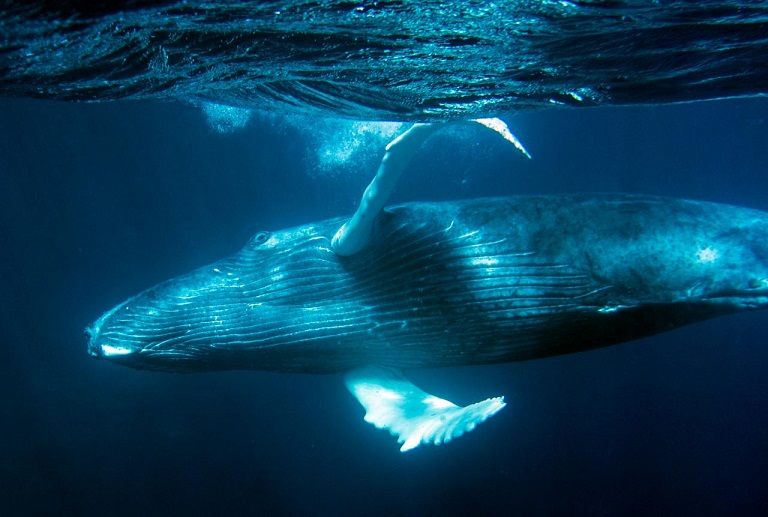 Humpback_Whales_-_Flickr_-_Christopher.Michel_(51).jpg
