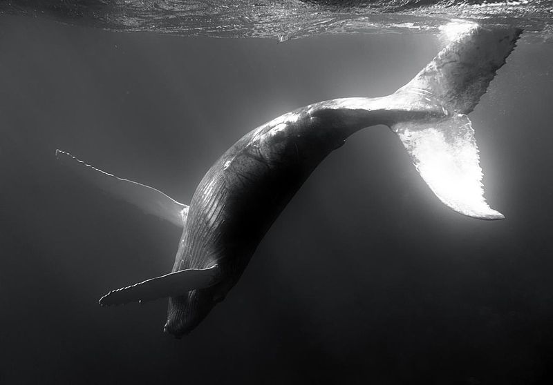 Humpback_Whales_-_Flickr_-_Christopher.Michel_(54).jpg