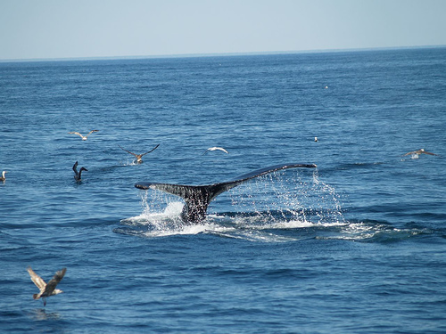 Humpback_whale_-birds(C)_Tina_Keller_-Flickr.jpg