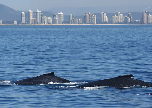 Humpback_whales-_Gold_Coast_(C)_Rob_Qld.jpg