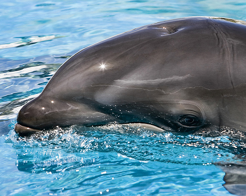 Hybride- Dolphin-false killer whale - DOMPUB.jpg