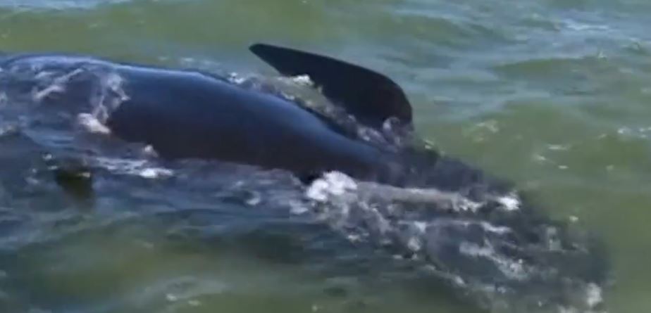 Vidéo – Une centaine de baleines mortes en Nouvelle-Zélande…