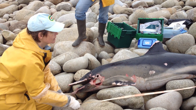 Vidéo – Échouages : sale hiver pour les dauphins dans le Trégor…