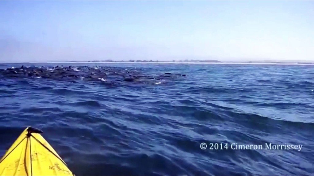 Vidéo – Rencontre de (très) près avec une baleine en Californie…