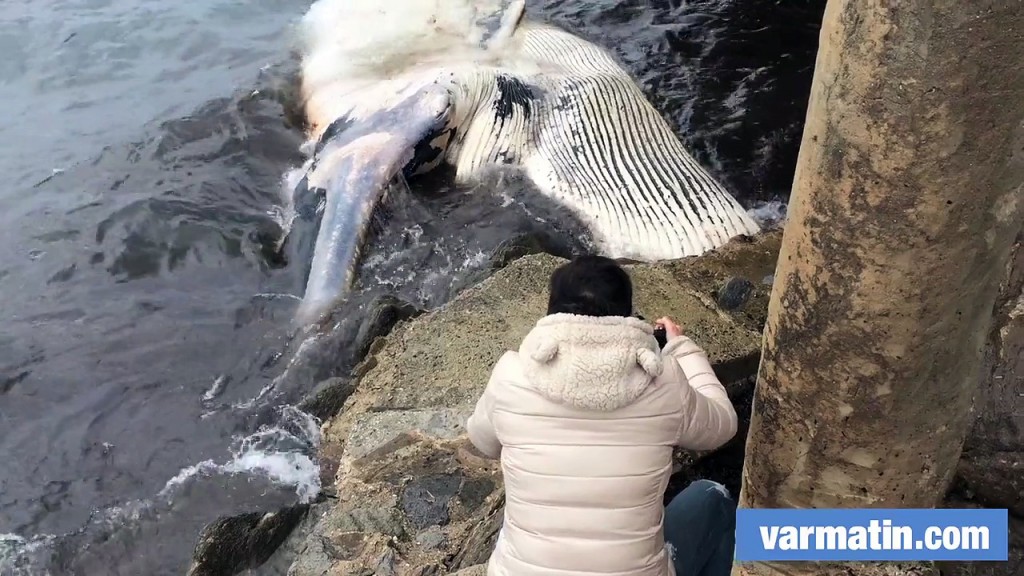 Vidéo – Un rorqual de 15 mètres échoué au Lavandou…