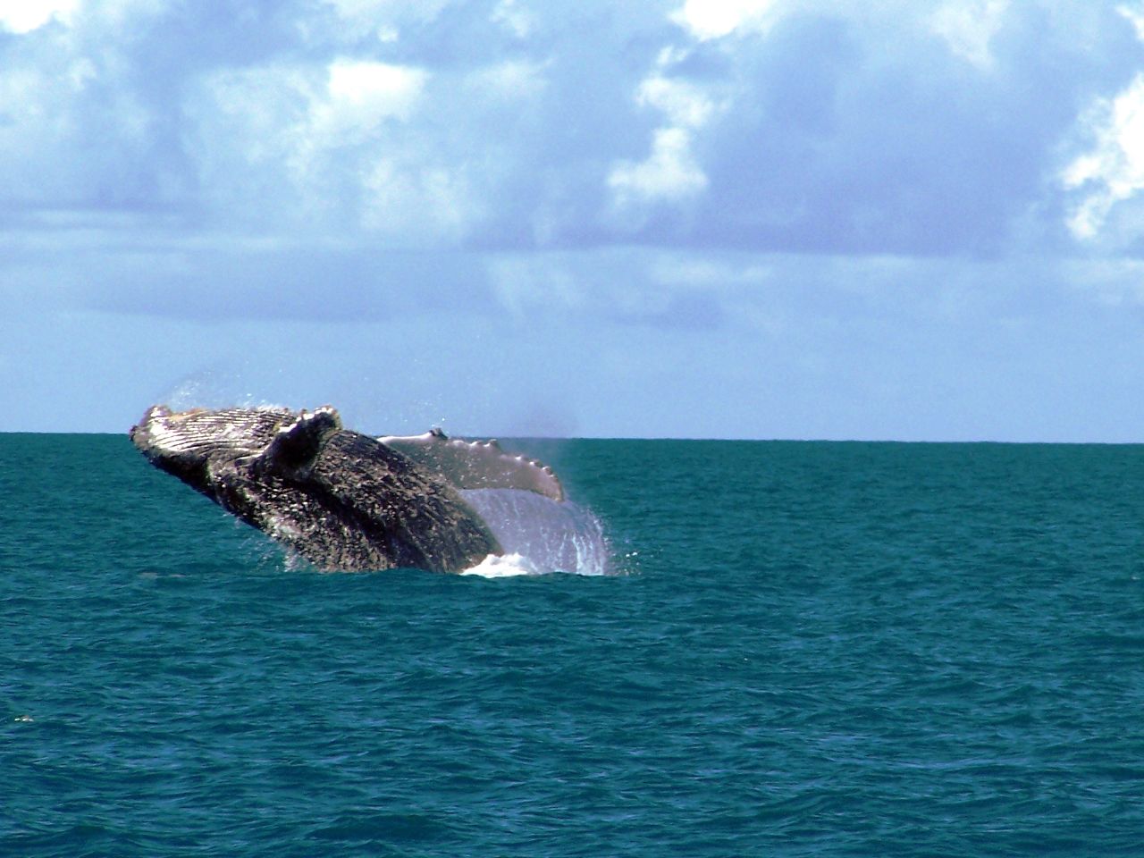 Jubartes_em_Abrolhos.jpg