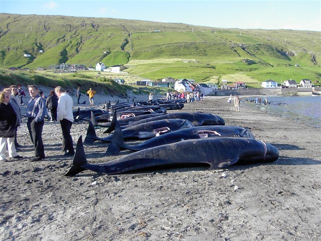 Killed pilot whalesChristensen.Wikipedia Creative Commons.jpg