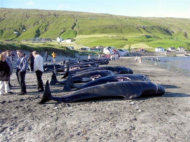 Résultat d'une chasse aux globicéphales aux Iles Féroé...