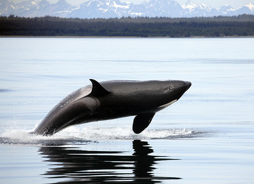 Killer whale lateral jump (C) Christopher Michel-FLickr.jpg