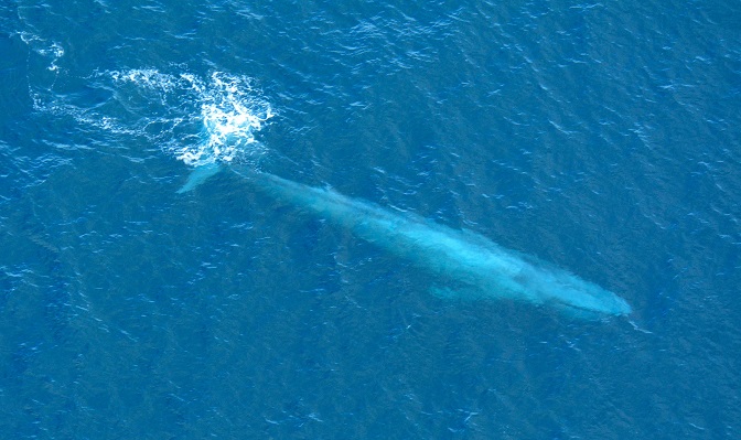 Large_Blue_Whale_Off_Southern_California_Coast_Photo_D_Ramey_Logan 09 09 14.jpg
