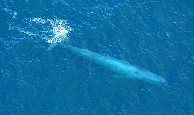 Large_Blue_Whale_Off_Southern_California_Coast_Photo_D_Ramey_Logan 14 03 15.jpg