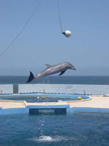 Malta dolphins 06_07_05 (C) Wiredsteve_FLickr.jpg