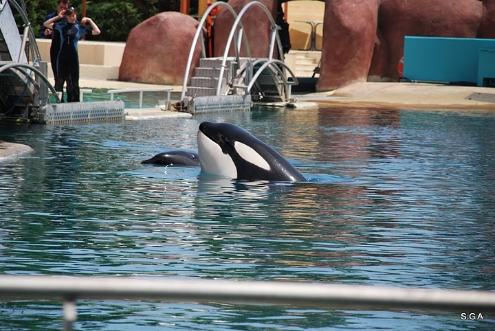 Marineland 12_07_09 (C) Stian_Picasaweb.jpg