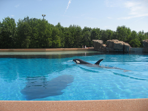 Marineland Niagara Falls (C) False Positives_Flickr.jpg