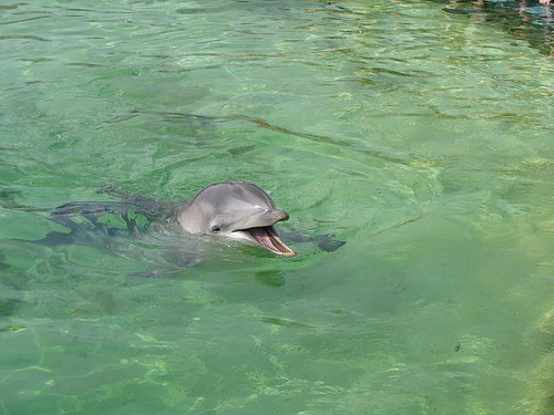 Marineland-Antibes(C)_Pascal_Flickr.jpg