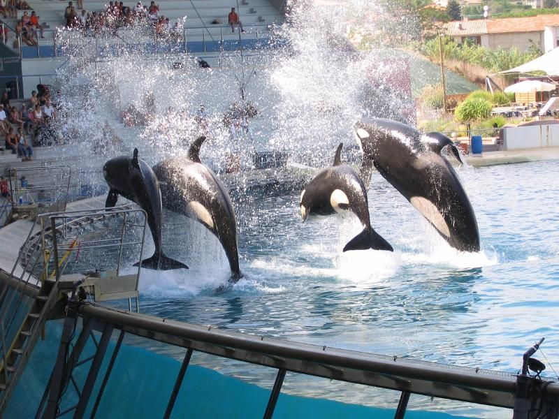 Marineland_Antibes-Wiki-Sharkane-Inouk-Kim2(C)Webshots_com.jpg